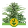 Foto Easy bud automatica royal queen seeds