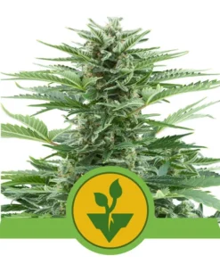 Foto Easy bud automatica royal queen seeds