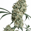 Foto Ed rosenthal super bud regular 10 unidades sensi seeds