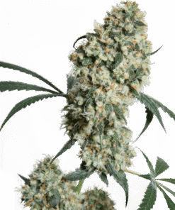 Foto Ed rosenthal super bud regular 10 unidades sensi seeds