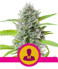 Foto El patron 100% royal queeen seeds