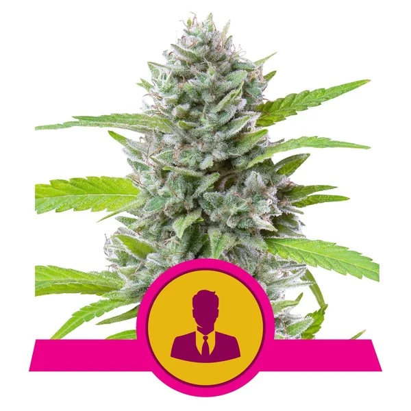 El patron 100% royal queeen seeds Foto El patron 100% royal queeen seeds