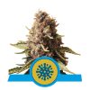 Foto Euphoria cbd 100% royal queen seeds