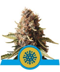 Foto Euphoria cbd 100% royal queen seeds