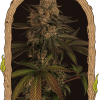 Foto Exotic colours 100% exotic seed