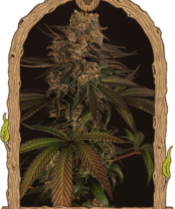 Foto Exotic colours 100% exotic seed