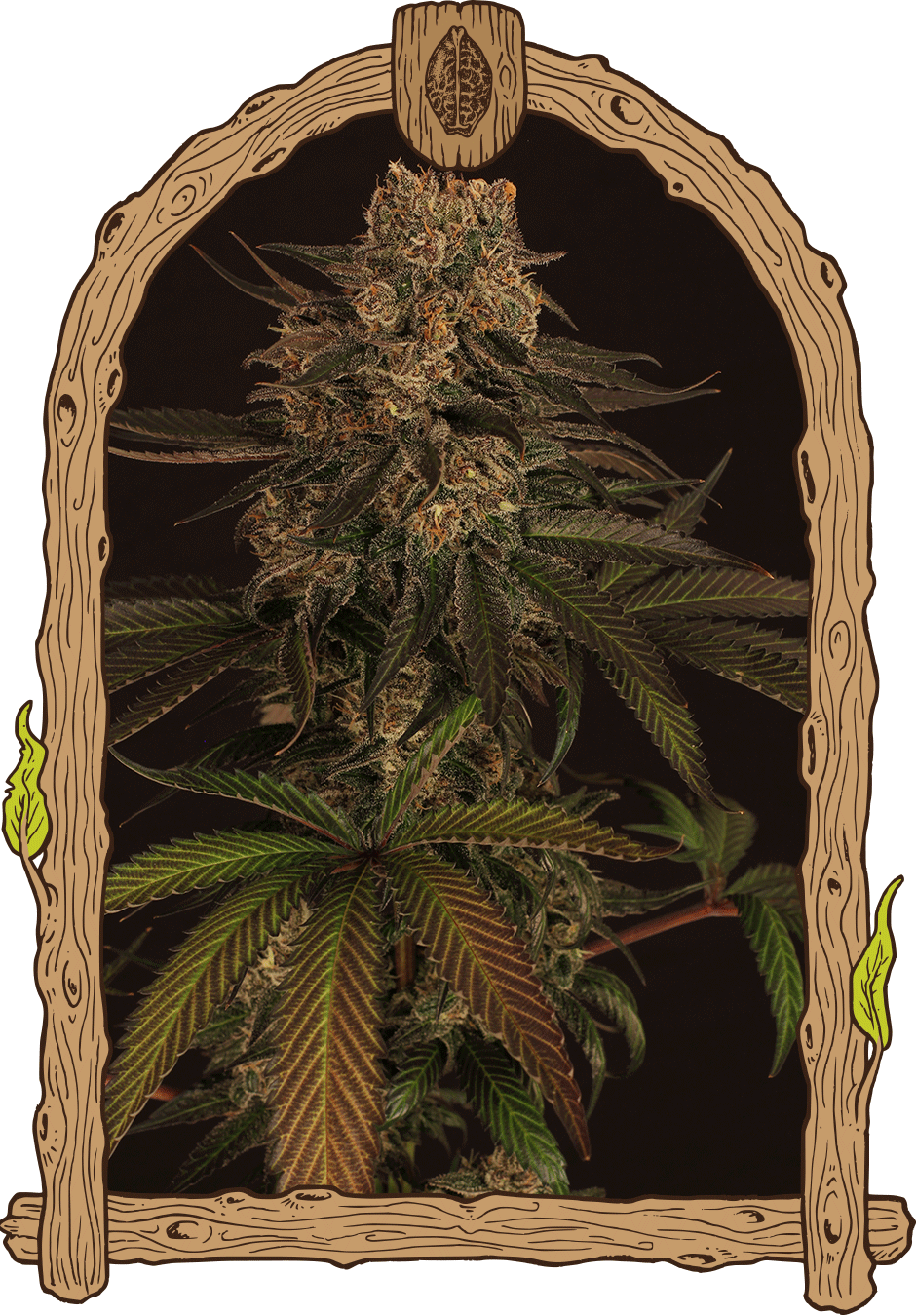 Exotic colours 100% exotic seed Foto Exotic colours 100% exotic seed