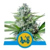 Foto Fast eddy auto cbd 100% royal queen seeds