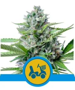 Foto Fast eddy auto cbd 100% royal queen seeds
