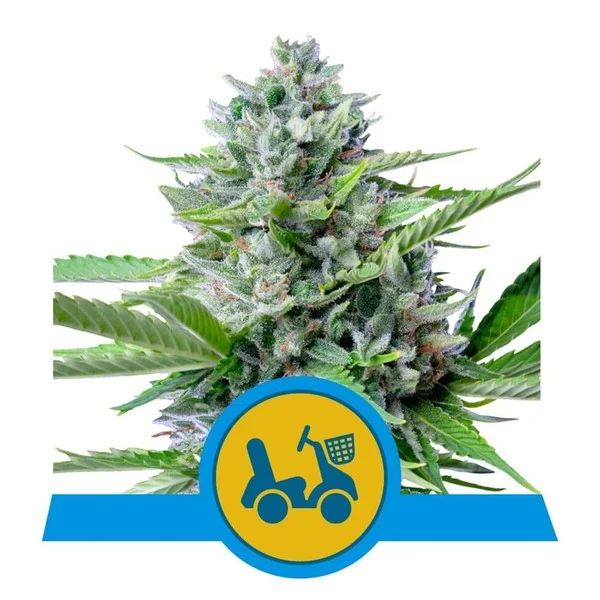 Fast eddy auto cbd 100% royal queen seeds Foto Fast eddy auto cbd 100% royal queen seeds