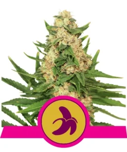 Foto Fat banana 100% royal queen seeds