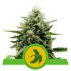 Foto Fat banana automatic royal queen seeds