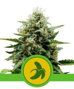 Foto Fat banana automatic royal queen seeds