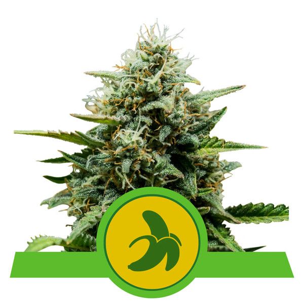 Fat banana automatic royal queen seeds Foto Fat banana automatic royal queen seeds