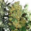 Foto Feminized mix. 100% sensi seeds