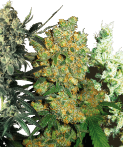 Foto Feminized mix. 100% sensi seeds