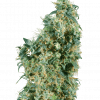 Foto First lady regular 10 unidades sensi seeds