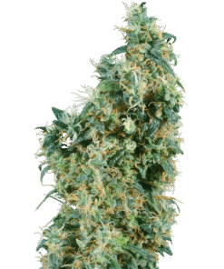 Foto First lady regular 10 unidades sensi seeds