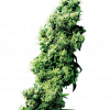 Foto Four way regular 10 unidades sensi seeds