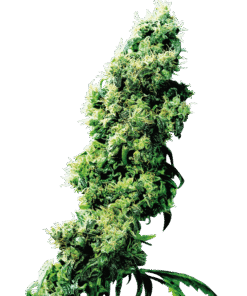 Foto Four way regular 10 unidades sensi seeds