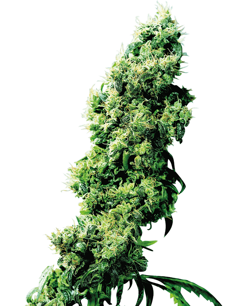 Four way regular 10 unidades sensi seeds Foto Four way regular 10 unidades sensi seeds