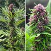 Foto Frisian dew 100% dutch passion