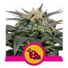 Foto Fruit spirit 100% royal queen seeds