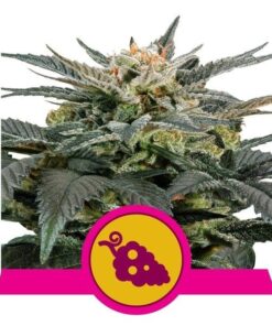 Foto Fruit spirit 100% royal queen seeds