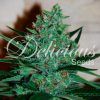 Foto Fruity chronic juice 100% delicious