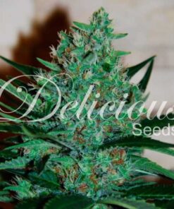 Foto Fruity chronic juice 100% delicious