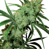 Foto Fruity juice regular 10 unidades sensi seeds