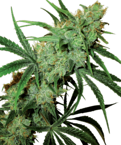 Foto Fruity juice regular 10 unidades sensi seeds