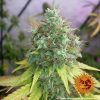 Foto G13 haze 100% barney's farm seeds