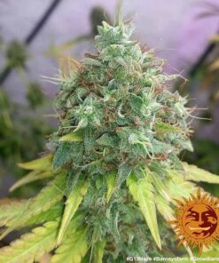 Foto G13 haze 100% barney's farm seeds