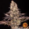 Foto Gelato #45 100% barney’s farm seeds