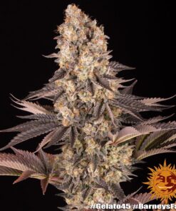 Foto Gelato #45 100% barney’s farm seeds