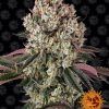 Foto Glookies 100% barney's farm seeds