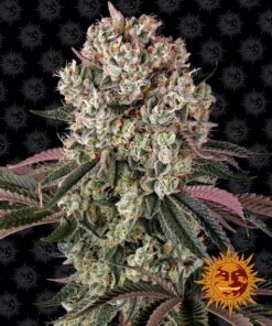 Foto Glookies 100% barney's farm seeds