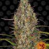 Foto Glue gelato auto barney's farm seeds