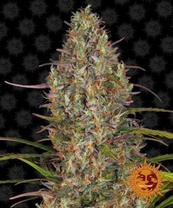 Foto Glue gelato auto barney's farm seeds