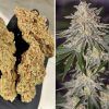Foto Glueberry o.g. 100% dutch passion