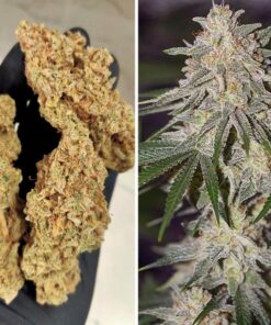 Foto Glueberry o.g. 100% dutch passion