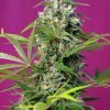 Foto Gorilla girl sweet seeds