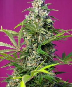 Foto Gorilla girl sweet seeds