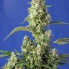 foto gorilla-girl-xl-auto