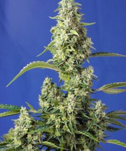foto gorilla-girl-xl-auto
