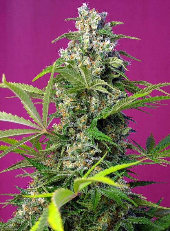 Foto Gorilla girl sweet seeds