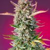 Foto Gorilla sherbet f1 fast version 100% sweet seeds