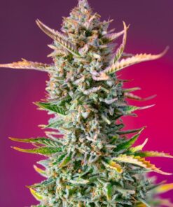 Foto Gorilla sherbet f1 fast version 100% sweet seeds