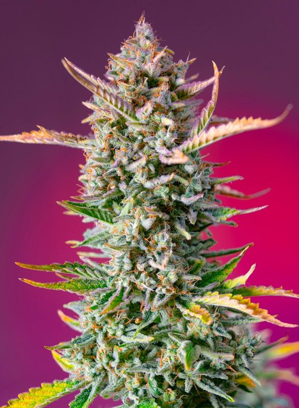 Gorilla sherbet f1 fast version 100% sweet seeds Foto Gorilla sherbet f1 fast version 100% sweet seeds